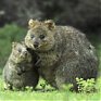 Поднимаем настроение: Самый улыбчивый зверек