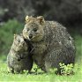 Поднимаем настроение: Самый улыбчивый зверек