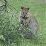 Поднимаем настроение: Самый улыбчивый зверек