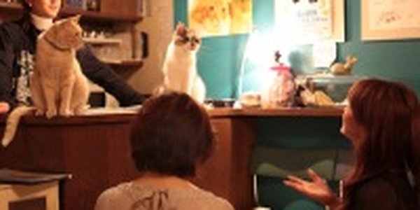 Японское котокафе