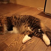 Японское котокафе