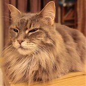 Японское котокафе