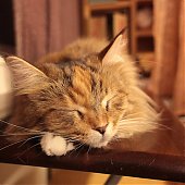 Японское котокафе