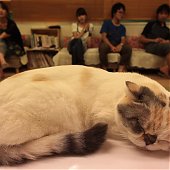 Японское котокафе