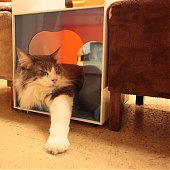 Японское котокафе