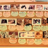 Японское котокафе