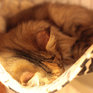 Японское котокафе