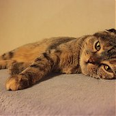 Японское котокафе