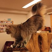 Японское котокафе