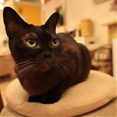 Японское котокафе