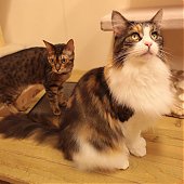 Японское котокафе