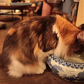 Японское котокафе