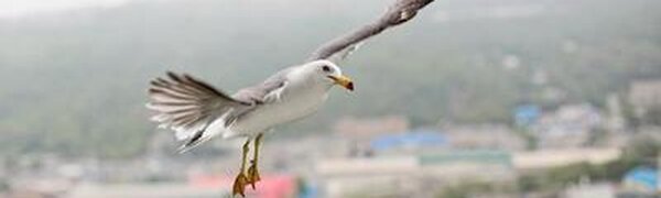 Дожди и похолодание в Приморье принесет атмосферный фронт на выходных