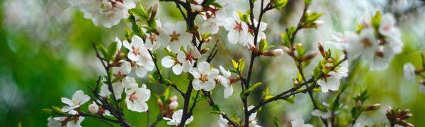 Синоптики дали прогноз на праздничные выходные в Приморье