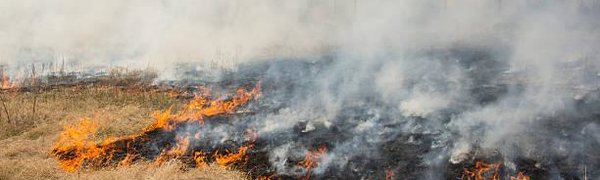 На выходных в Приморье сохранится опасность лесных пожаров
