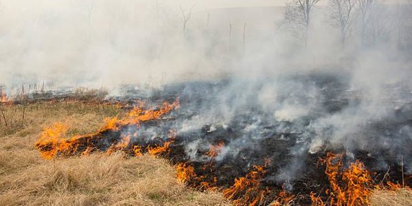 На выходных в Приморье сохранится опасность лесных пожаров