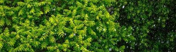 Дожди различной интенсивности пройдут в Приморье во вторник