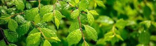 Дожди в Приморье продолжаются