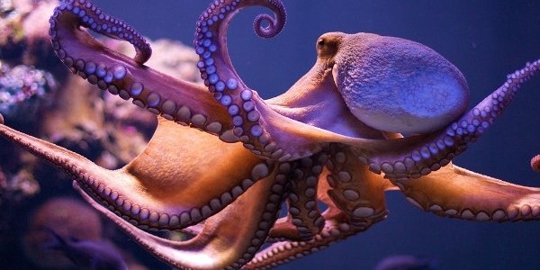 В Новой Зеландии осьминог сбежал из аквариума в океан