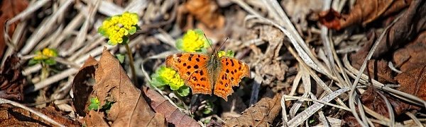 В последние выходные марта воздух в Приморье прогреется до +15 °С
