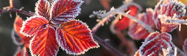 На российском Северо-Западе зафиксированы первые заморозки