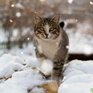 Небольшой снег прошел в Приморье прошлой ночью