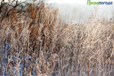 В начале следующей рабочей недели ухудшений погоды в Приморье и Владивостоке не ожидается