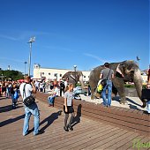Купание слонов в солнечный день