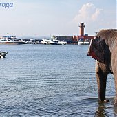 Купание слонов в солнечный день