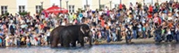 Купание слонов в солнечный день