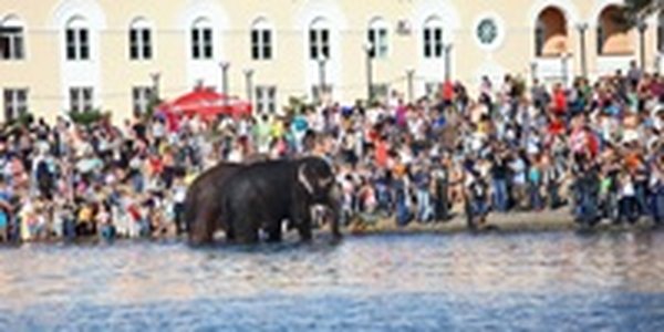 Купание слонов в солнечный день