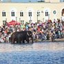 Купание слонов в солнечный день