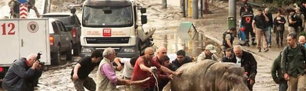 Ливень вызвал сильное наводнение в столице Грузии
