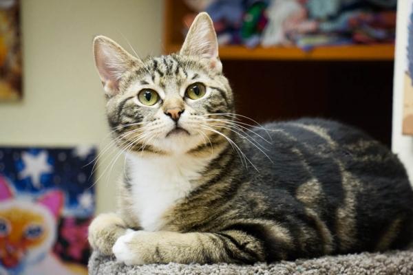 Котик Глинтвейн Котик Глинтвейн