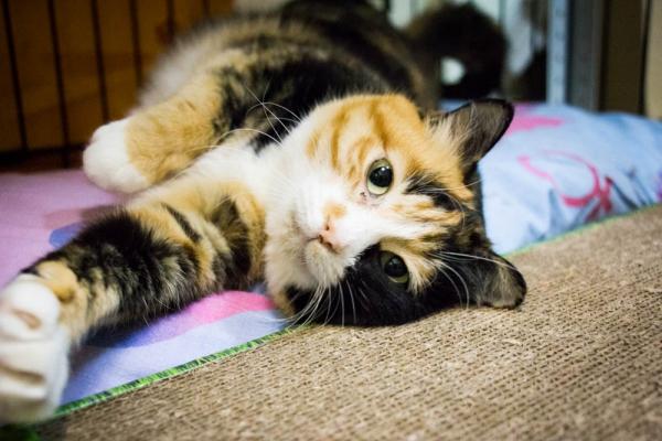 Кошка Прага Кошка Прага