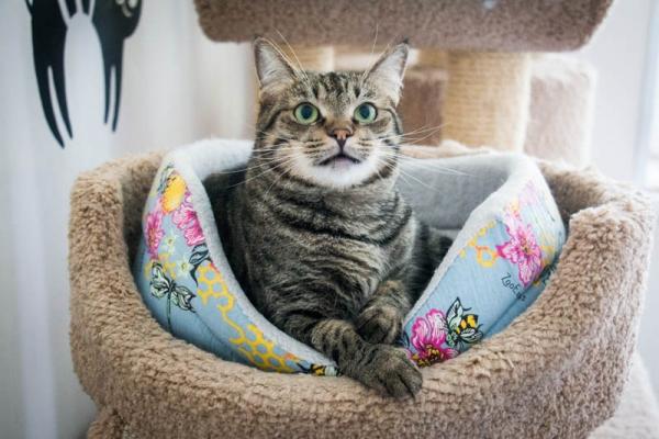 Кошка Акция Кошка Акция