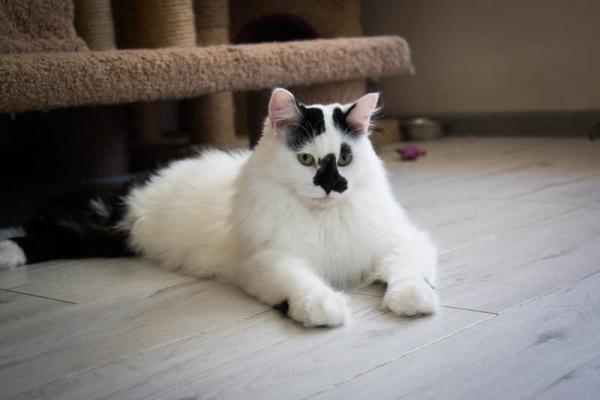 Котик Брют Котик Брют