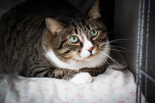 Кот Валера Кот Валера