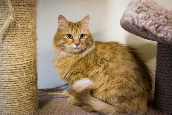 Кот Кардинал Кот Кардинал