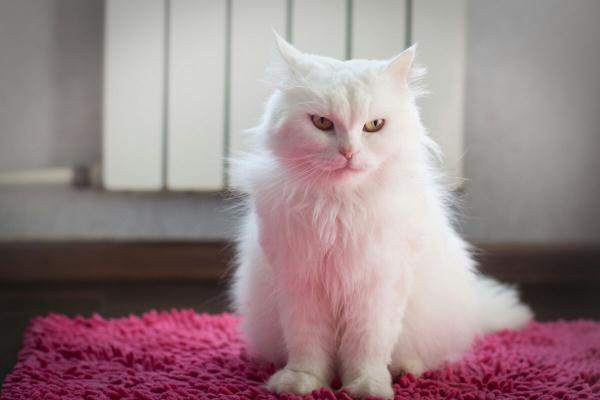 Кошка Орхидея Кошка Орхидея