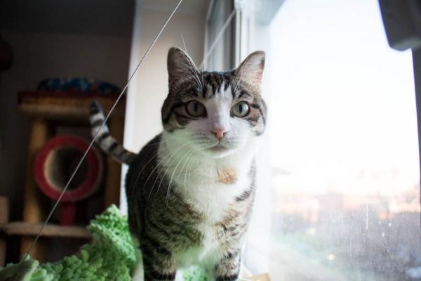 Кошка Овсянка Кошка Овсянка