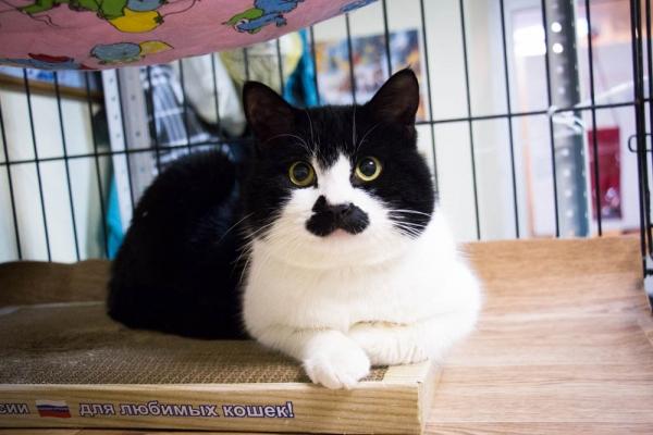 Кот Чаплин Кот Чаплин