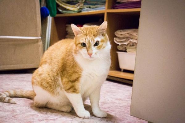 Кот Оксфорд Кот Оксфорд