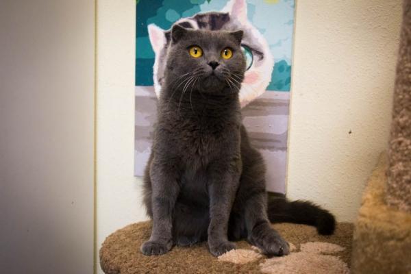 Кошка Кашаса Кошка Кашаса