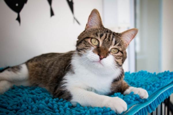 Кошка Горчица Кошка Горчица